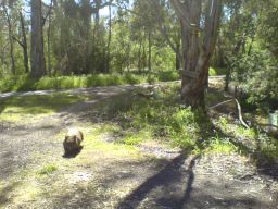 wombat