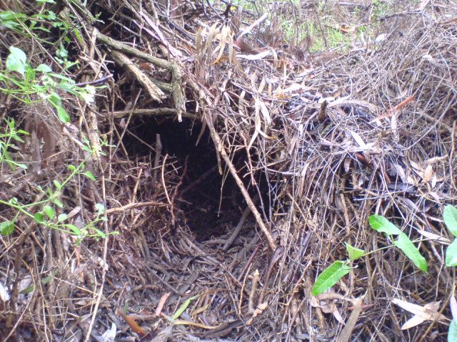 wombat refuge?