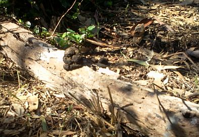 wombat poo